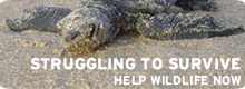 Help wildlife now